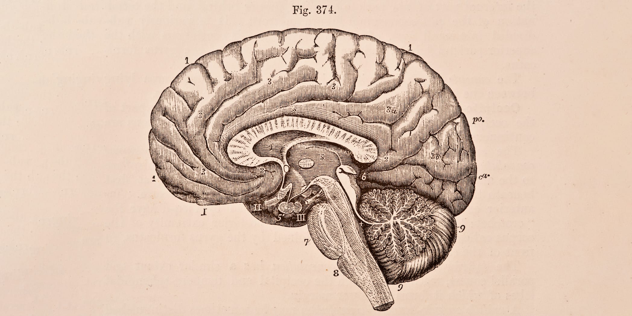 Drawing of a brain