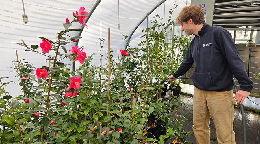 A staff member at the Morris Arboretum & Gardens cares for various potted plants inside a greenhouse. The plants, vibrant with pink flowers, add a splash of color to the scene.