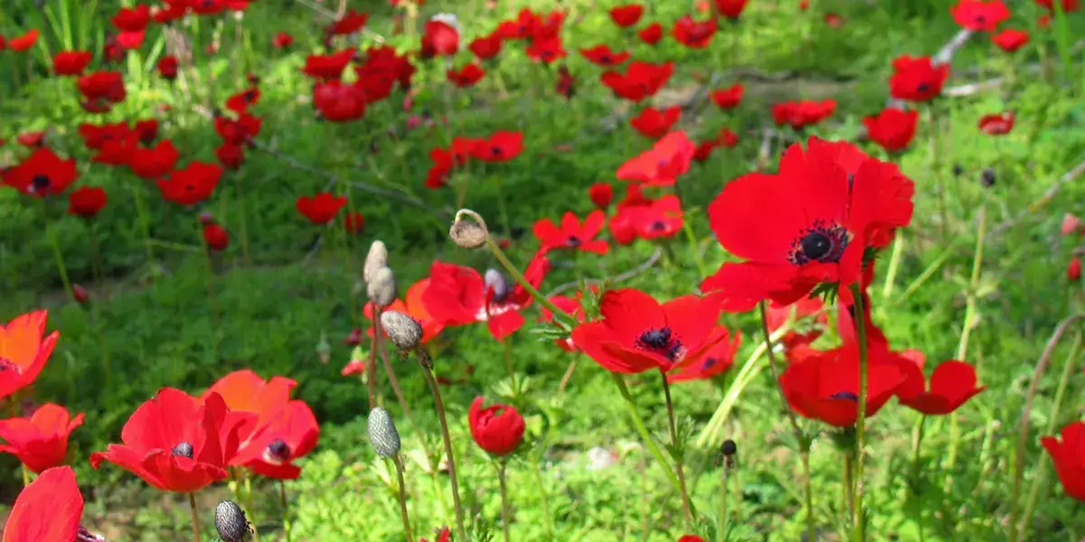 Red flowers bloom in a green garden.