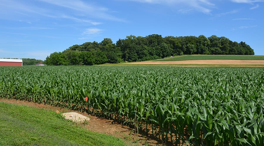 A serene view of a lush cornfield with a red farmhouse visible in the background at left.